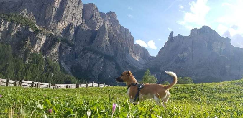Die wunderschöne Welt mit Hund.-Beitrag-Bild