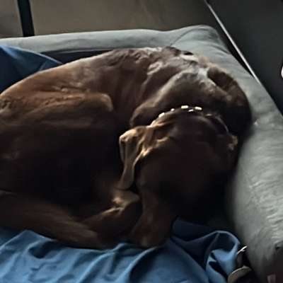 Hundetreffen-hundespielzeit-Profilbild