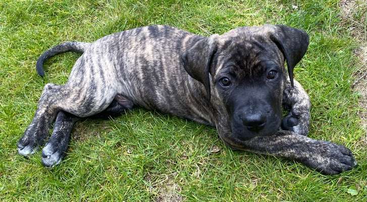 Seltene Rassen!-Beitrag-Bild