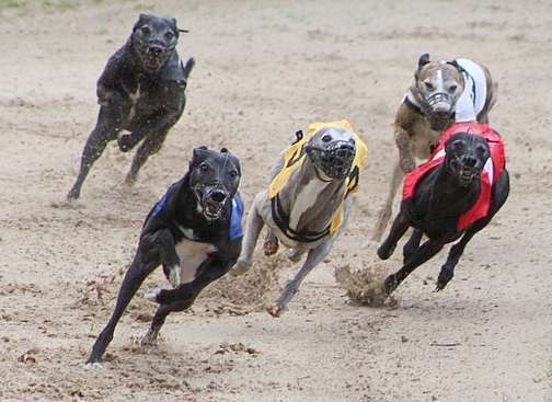 Hundetreffen-Windhundetreffen-Bild