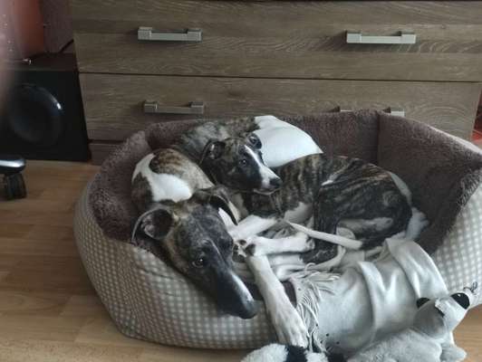 Windhunde - Treffen der besonderen Schönheiten
HERZLICH WILLKOMMEN-Beitrag-Bild