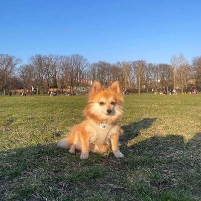 Hundetreffen-Kleine Hunde Treffen im Schillerpark-Bild