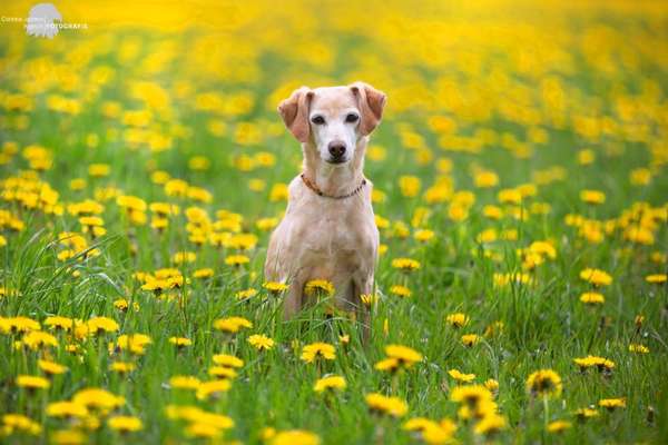 Die Dogorama Monats Challenge "Es grünt und blüht"-Beitrag-Bild