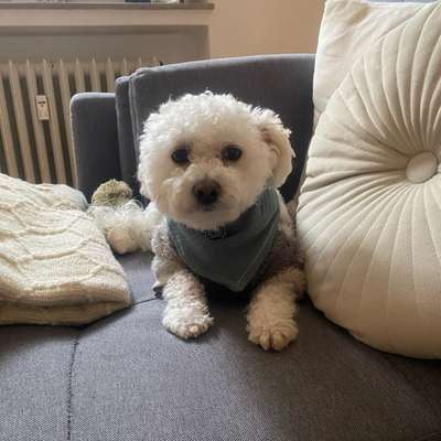 Hundetreffen-Suche/ Biete Hundesitting in Solingen/ Düsseldorf-Bild