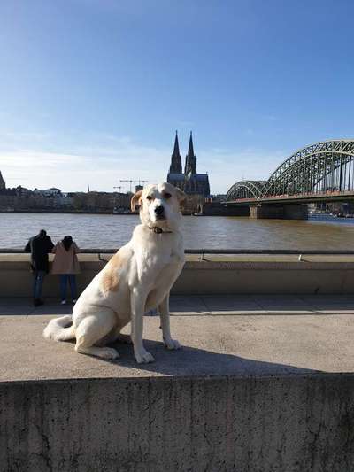 Challenge 23 : "  Euer Hund beim Frühlingserwachen "-Beitrag-Bild