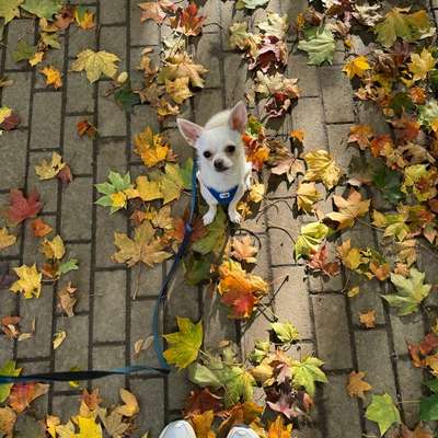 Hundetreffen-Spieltreffen / Gassirunden Freunde gesucht :)-Bild