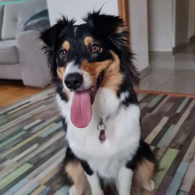 Hundetreffen-Aussi Freunde-Bild