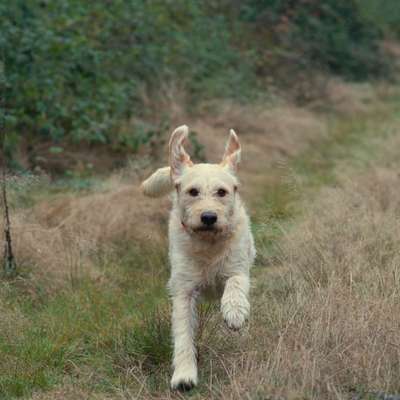 Hundetreffen-Gassi und Spielrunde in Schönwald, Selb, Rehau-Bild