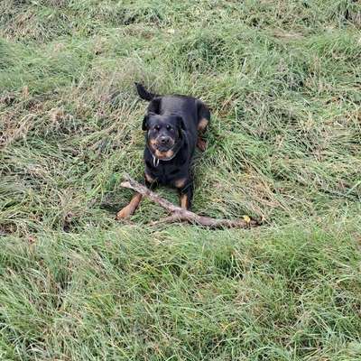 Hundetreffen-Meine Sky sucht immer Freunde-Bild