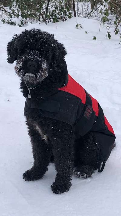 Dogorama Photo Challenge - Hundeblick zum hinschmelzen-Beitrag-Bild