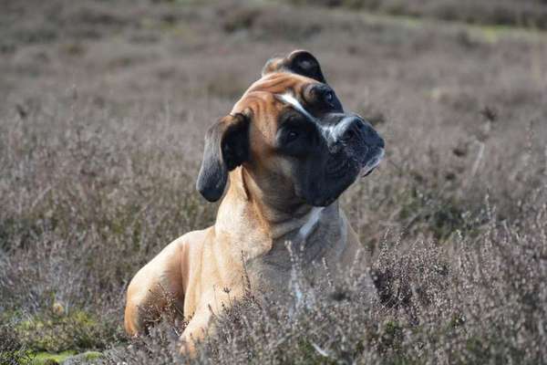 Dein Hund im Dogorama-Kalender 2021-Beitrag-Bild