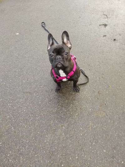 Französische Bulldoggen-Beitrag-Bild