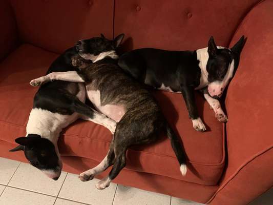 Miniatur Bull Terrier-Beitrag-Bild