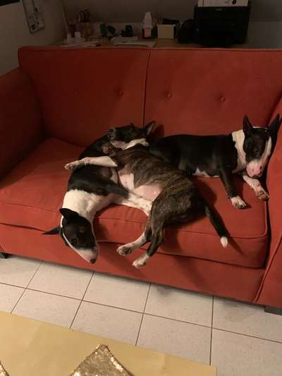 Miniatur Bull Terrier-Beitrag-Bild