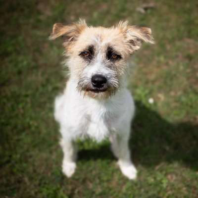 Hundetreffen-Socialwalk-Bild