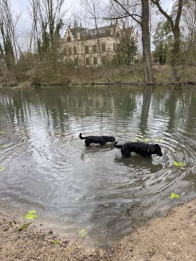 Seltene Rassen!-Beitrag-Bild