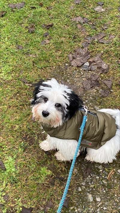 Havaneser dabei?:)-Beitrag-Bild