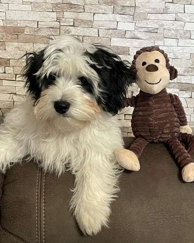 Reinrassige Hunde?-Beitrag-Bild