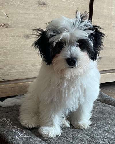 Reinrassige Hunde?-Beitrag-Bild