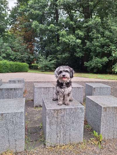 Hundetreffen-Suche Spielpartner für Stacy  und gassi kumpels-Bild