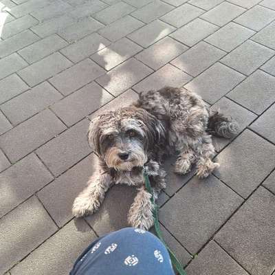 Hundetreffen-Suche Spielpartner für Stacy  und gassi kumpels-Bild