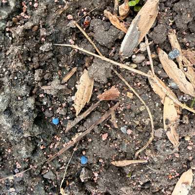 Giftköder-Dünger in der LGS-Bild