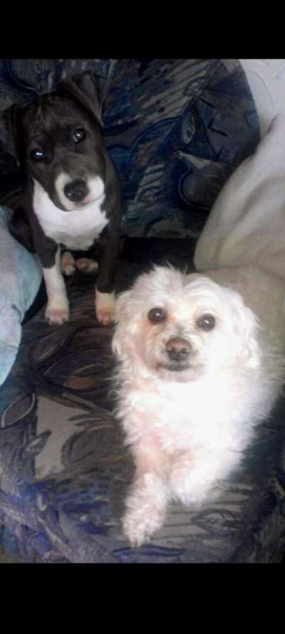 Bester Freund, Hundekumpel - zeigt her!-Beitrag-Bild