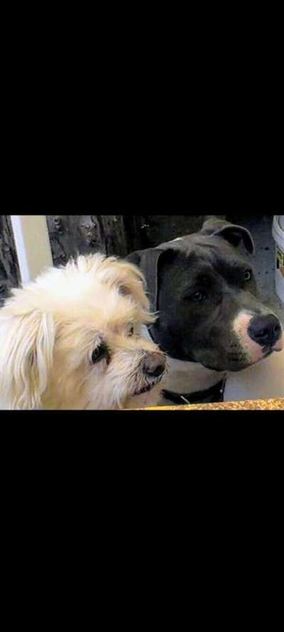 Bester Freund, Hundekumpel - zeigt her!-Beitrag-Bild