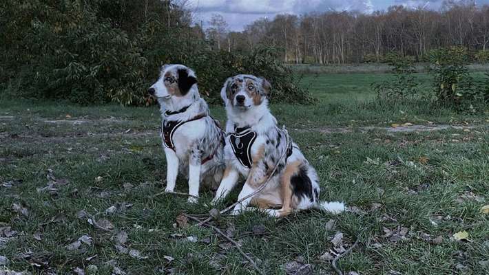 Australian Shepherd Freunde/innen-Beitrag-Bild