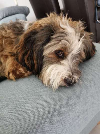 Havaneser dabei?:)-Beitrag-Bild