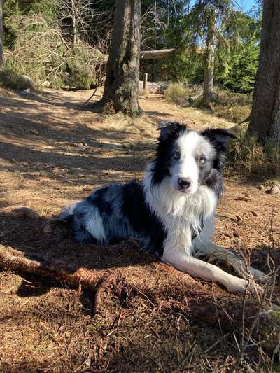 Hundetreffen-Hundekumpel\ine für gelegentliche Gassirunde gesucht-Bild