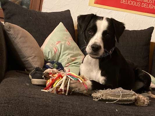 Wo sind hier die Bretonen / Bretonen-Mix Besitzer?-Beitrag-Bild