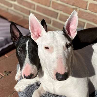 Hundetreffen-Miniatur Bullterrier suchen Spielgefährten-Profilbild