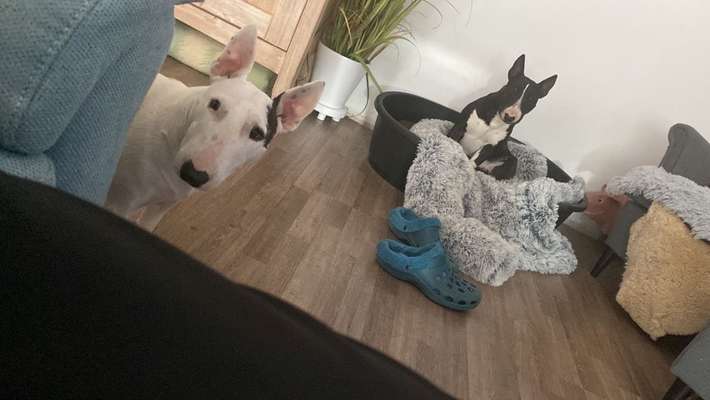 Miniatur Bull Terrier-Beitrag-Bild