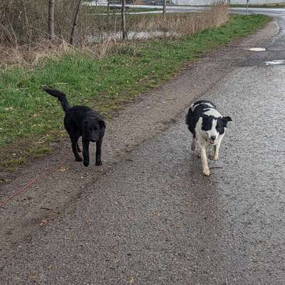 Hundetreffen-Gassi gehen,spielen und Spaß haben-Bild