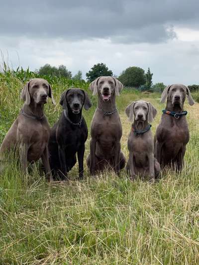 Weimaraner-Beitrag-Bild