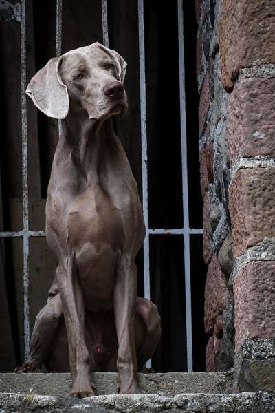Weimaraner-Beitrag-Bild