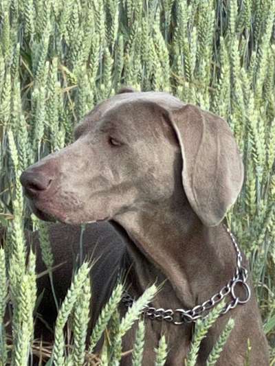 Die Dogorama Kalender Challenge Teil 3/4-Beitrag-Bild