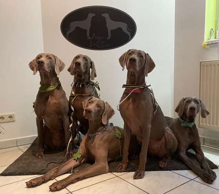 Weimaraner-Beitrag-Bild