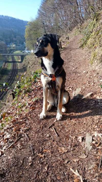 Auslandstierschutz-Beitrag-Bild