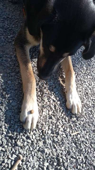 Fotochallenge Guten Appetit! Dein Hund beim futtern-Beitrag-Bild