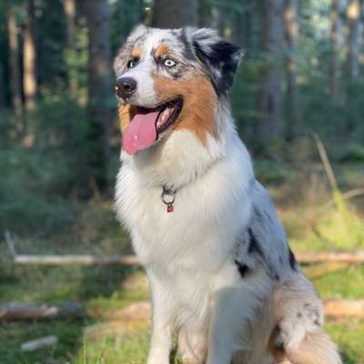 Hundetreffen-Treffen mit Hunde-Profilbild