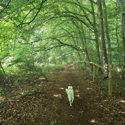 What's your dog's name? - Guessing game-post-image