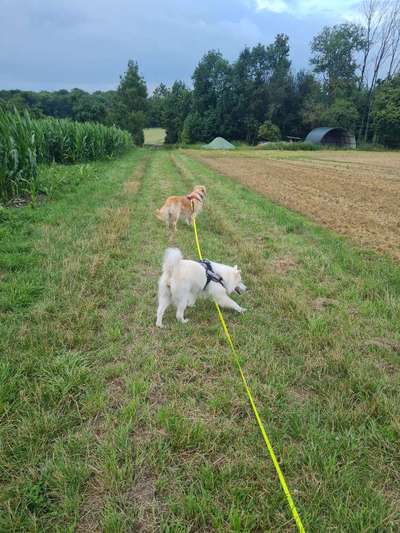Hundetreffen-Spieltreff mit größeren Hunden-Bild