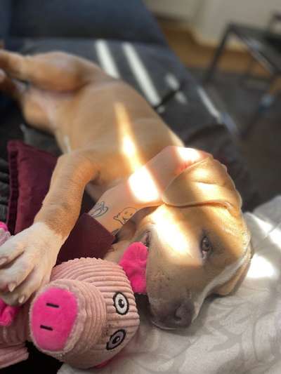 American Stafford Besitzer-Beitrag-Bild