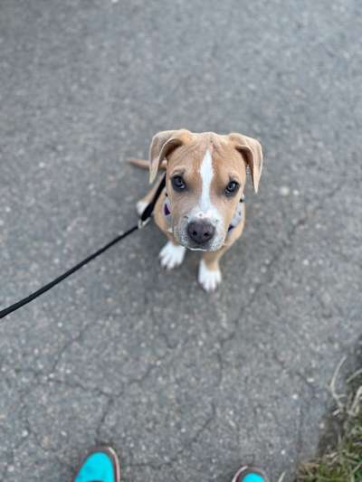 Hundetreffen-Hundefreund/-in gesucht 🐶-Bild