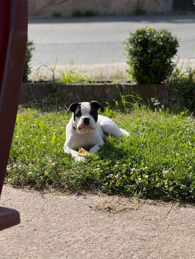 Olde English Bulldogge-Beitrag-Bild