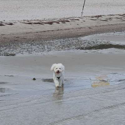 Hundetreffen-Spielrunde für kleine Hunderassen-Bild