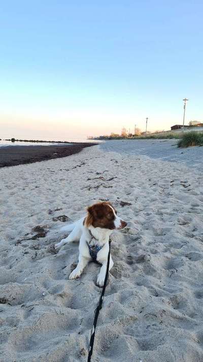 Hundetreffen-Hundefreunde gesucht-Bild