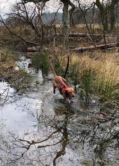 Magyar Vizsla UK-Beitrag-Bild